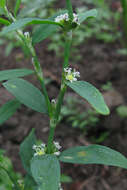 Image of erect knotweed