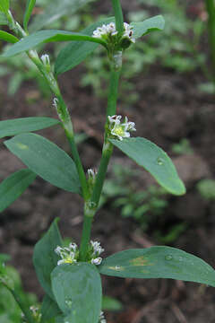 Image of erect knotweed