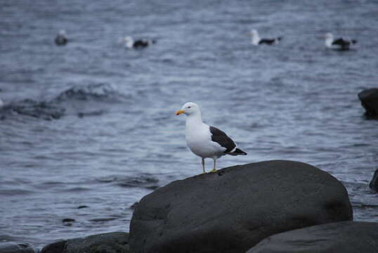 Image of Kelp Gull