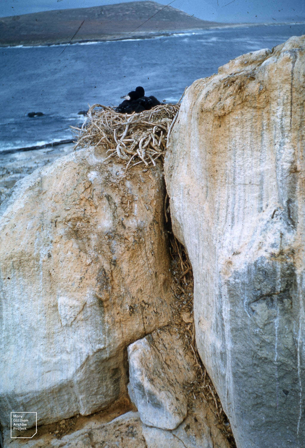 Image of Crowned Cormorant