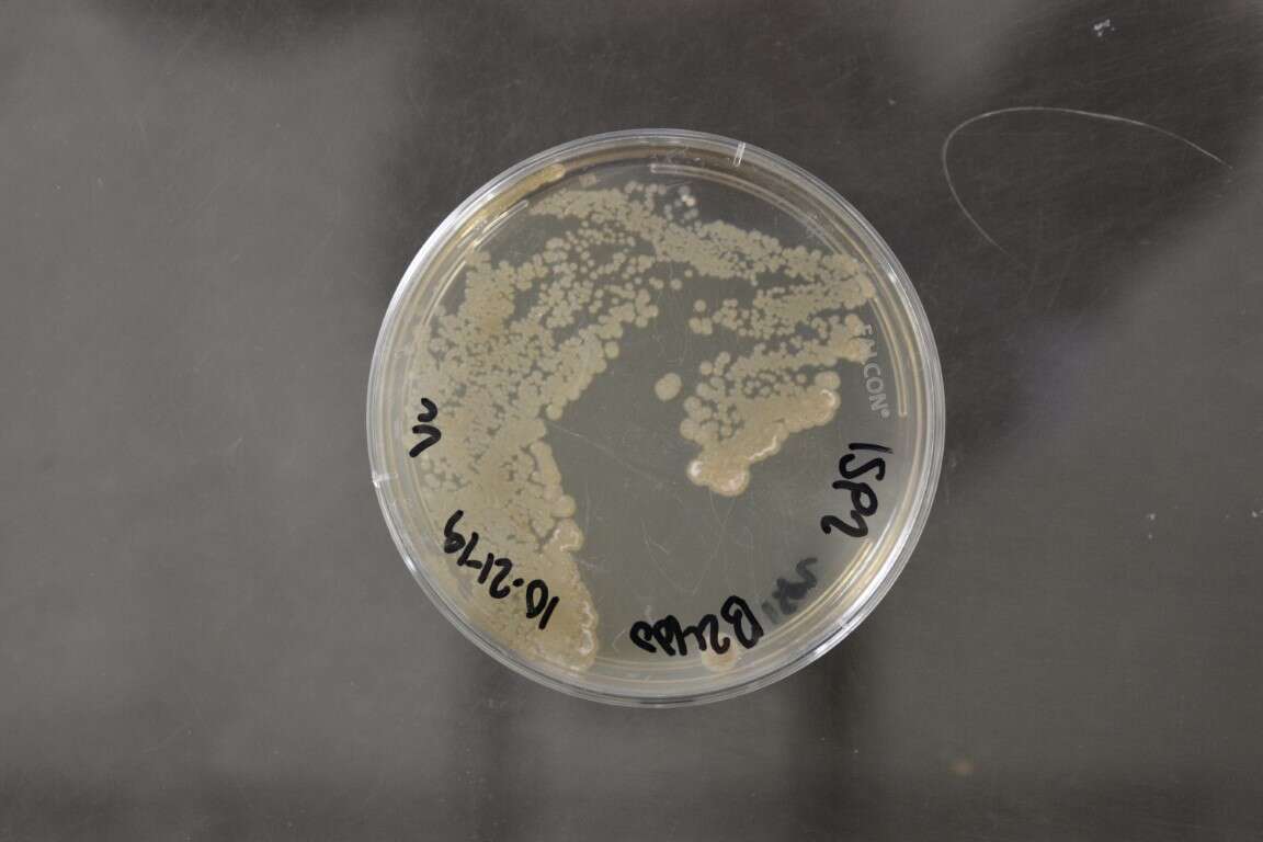 Streptomycetales resmi