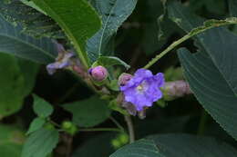 Imagem de Strobilanthes callosa Wall. ex Nees