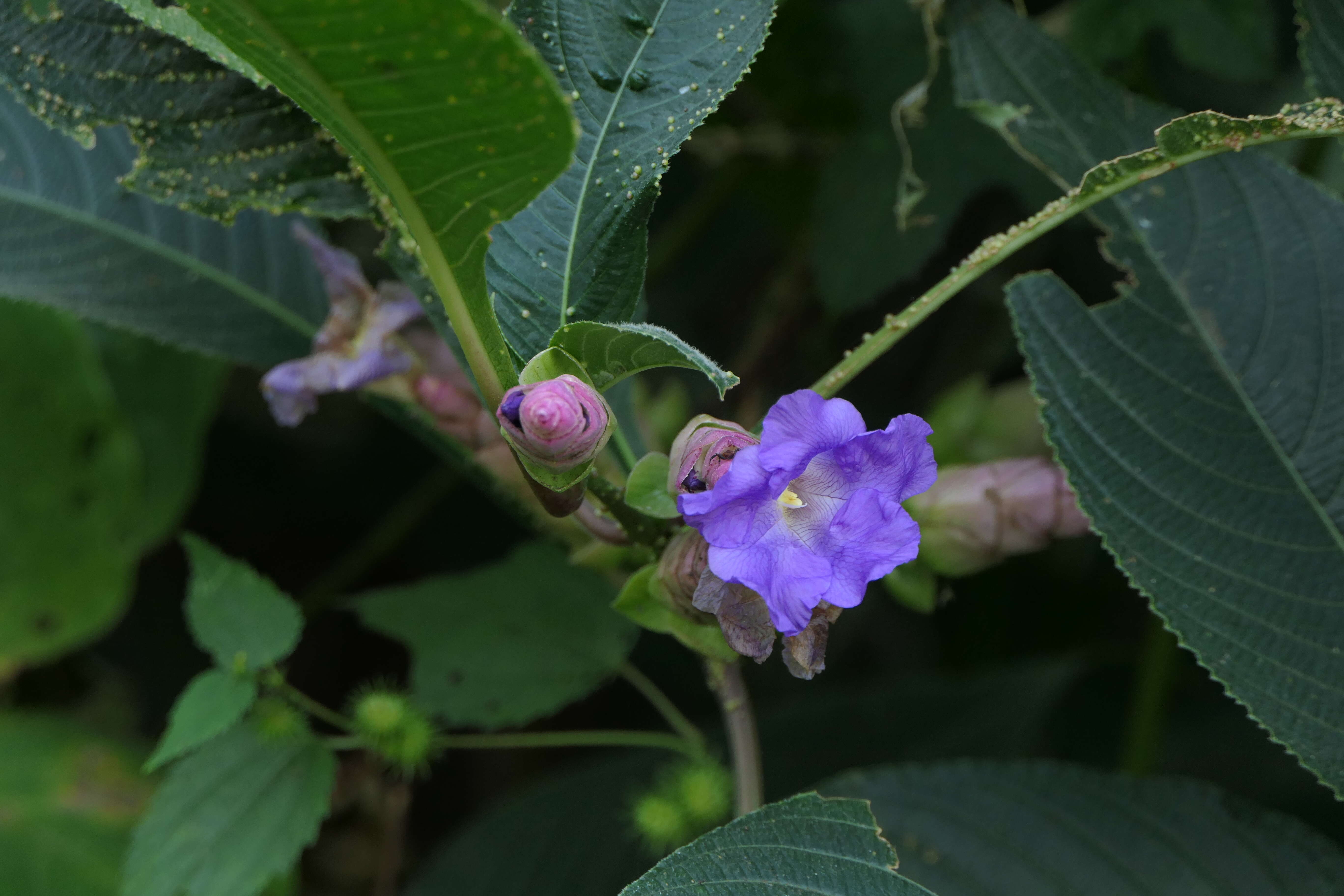 Image of Strobilanthes callosa Wall. ex Nees