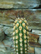 Image de Weberbauerocereus cephalomacrostibas (Werderm. & Backeb.) F. Ritter