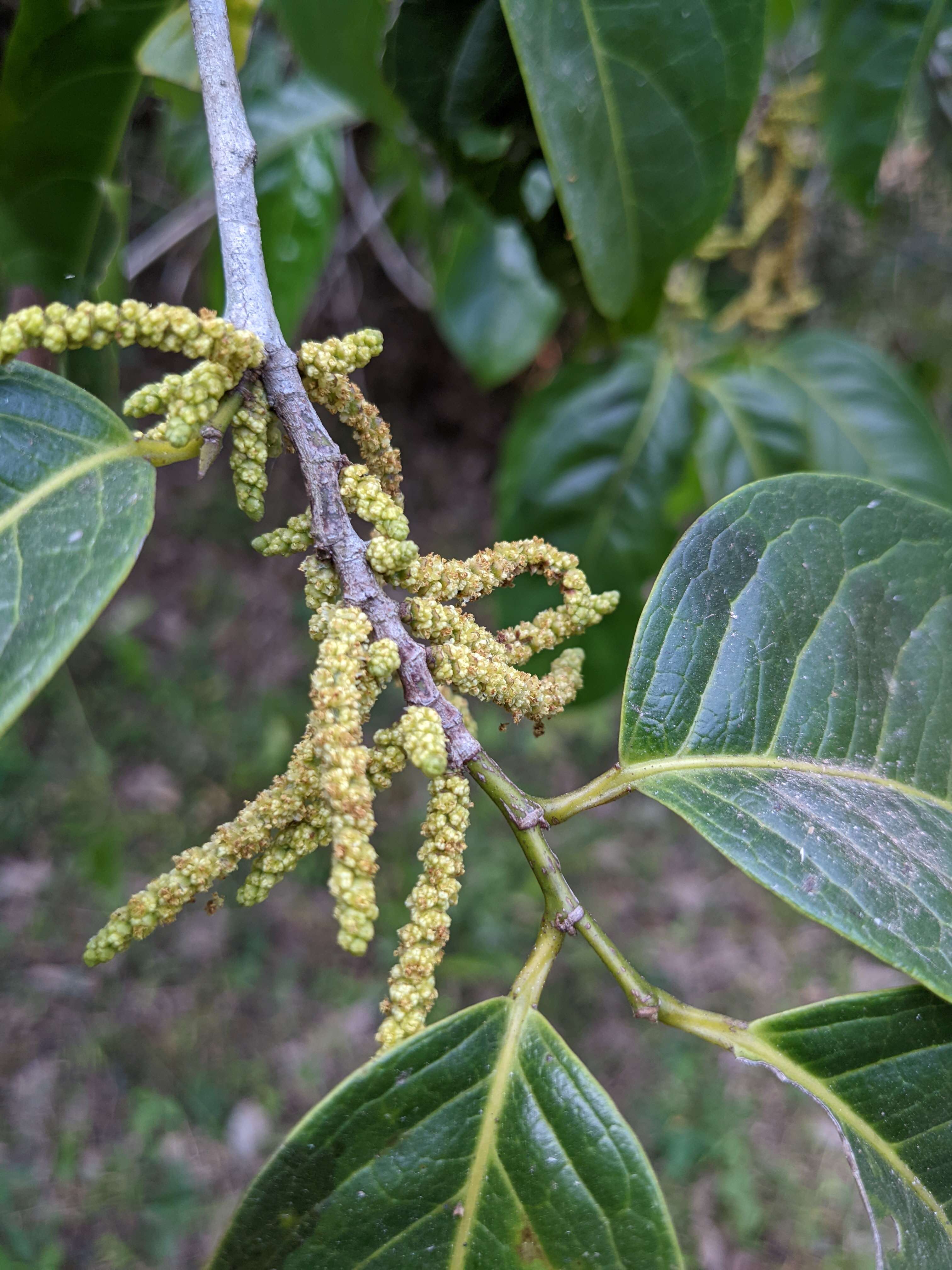 Plancia ëd Aporosa cardiosperma (Gaertn.) Merr.