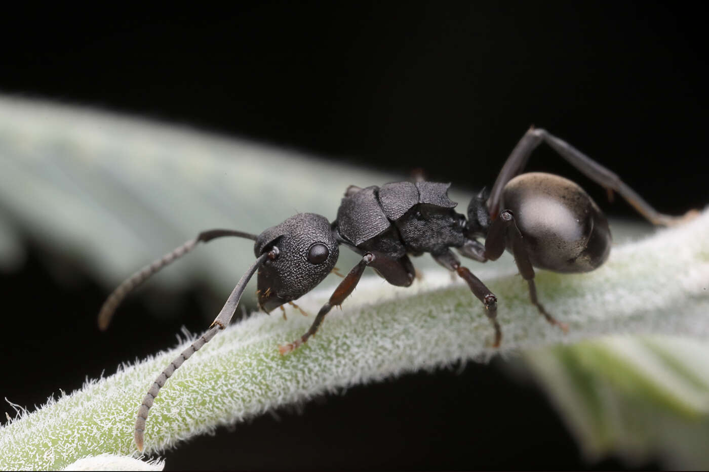 Image de Polyrhachis