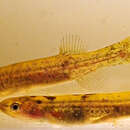 Image of Tasmanian mudfish