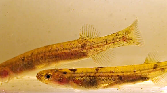 Image of Tasmanian mudfish