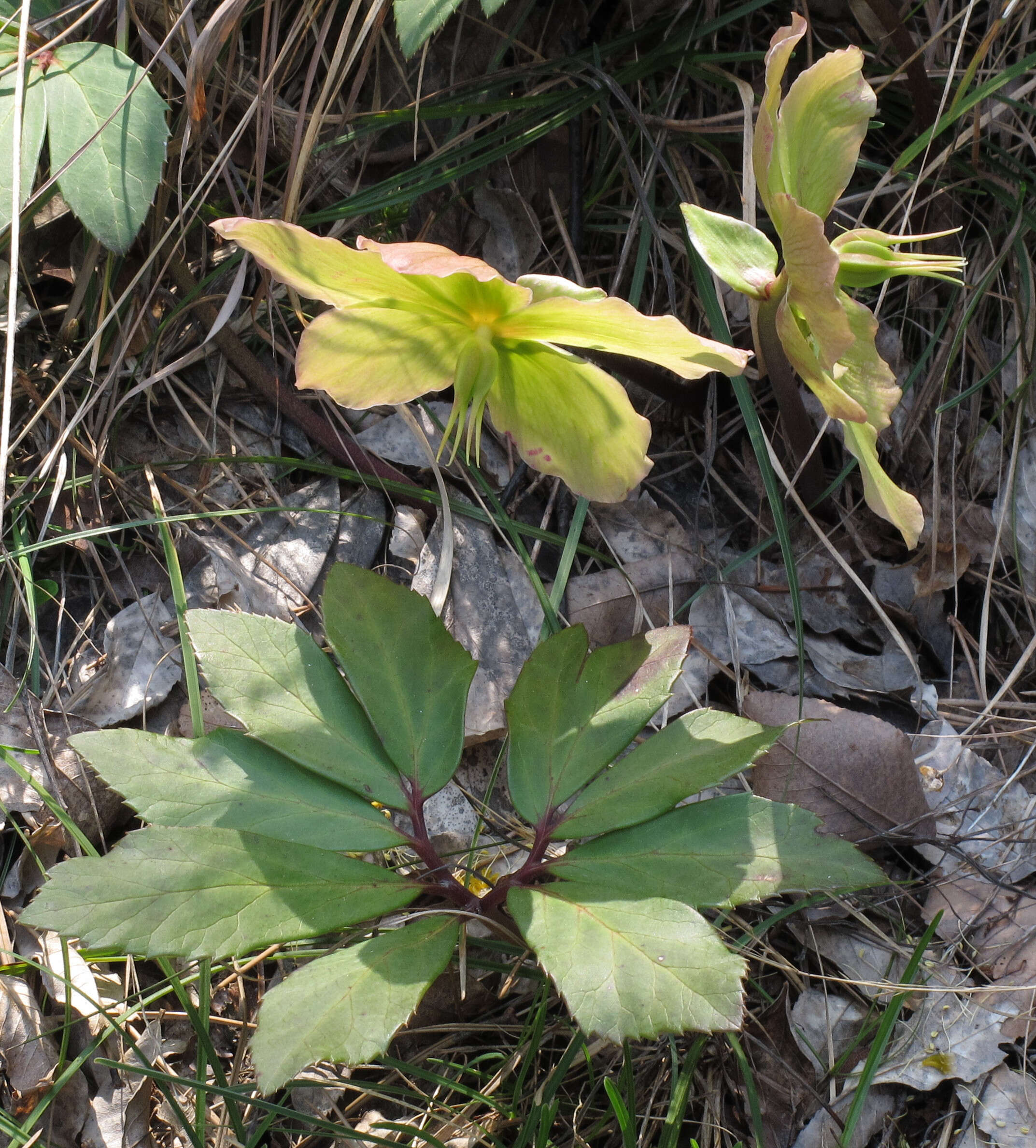 Image of black hellebore