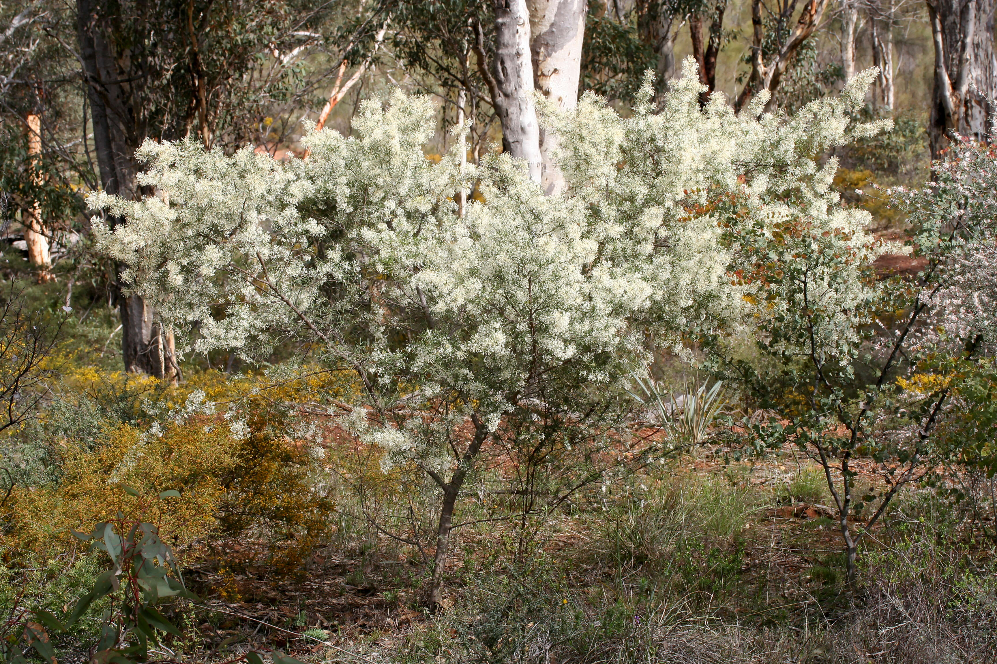 Imagem de Grevillea biternata Meissn.