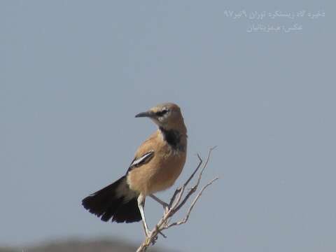 Image of Iranian Ground-Jay