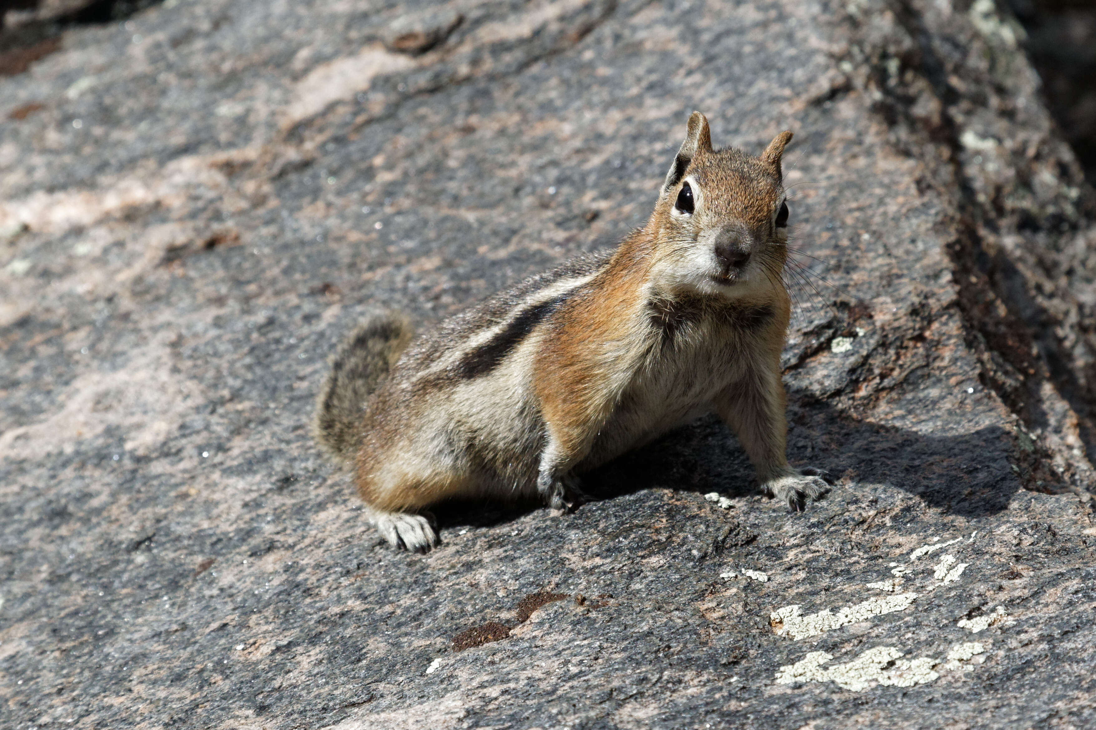 Callospermophilus Merriam 1897 resmi