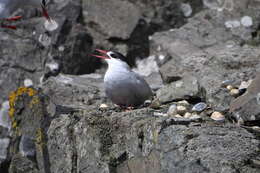 Image of Antarctic Tern