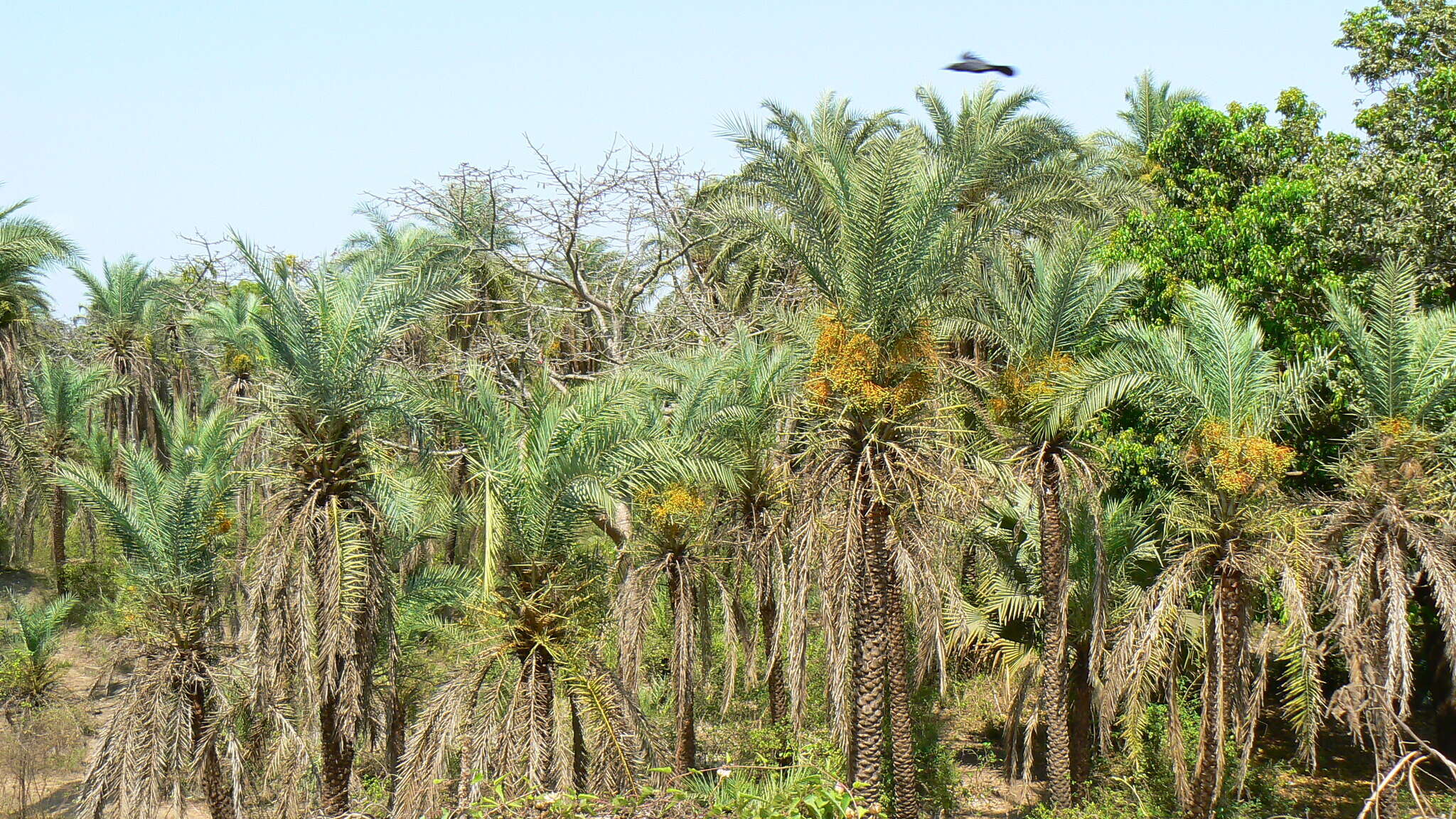 Image of wild date palm