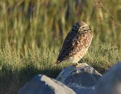 Image of Burrowing Owl