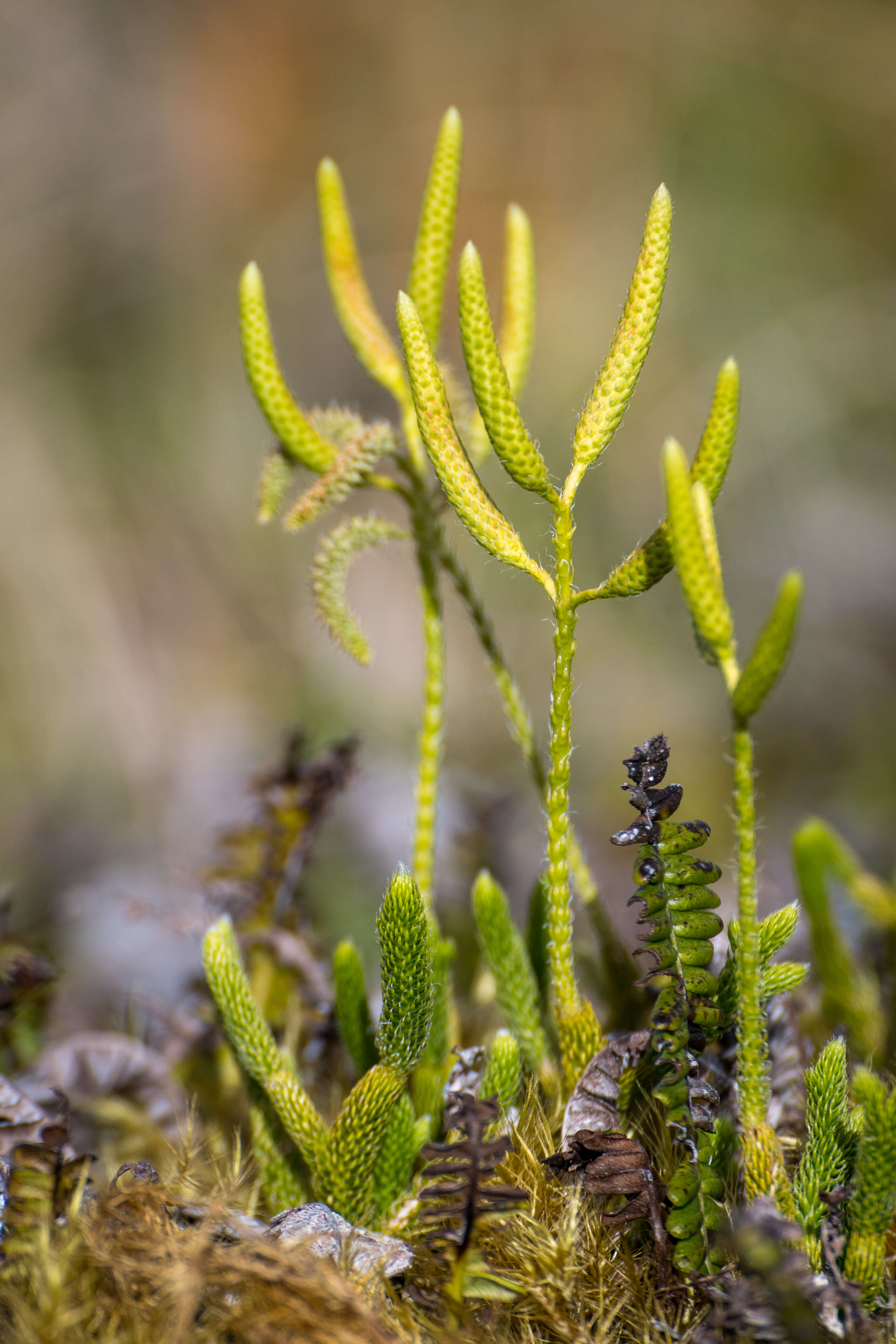 Image of Stag's-horn Clubmoss