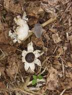 Image of Beaked Earthstar