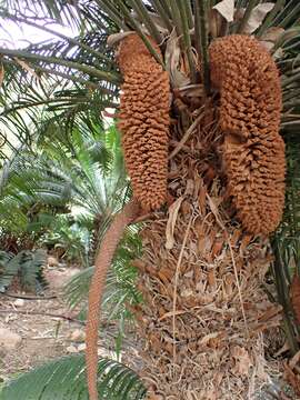 Imagem de Cycas thouarsii R. Br. ex Gaudich.