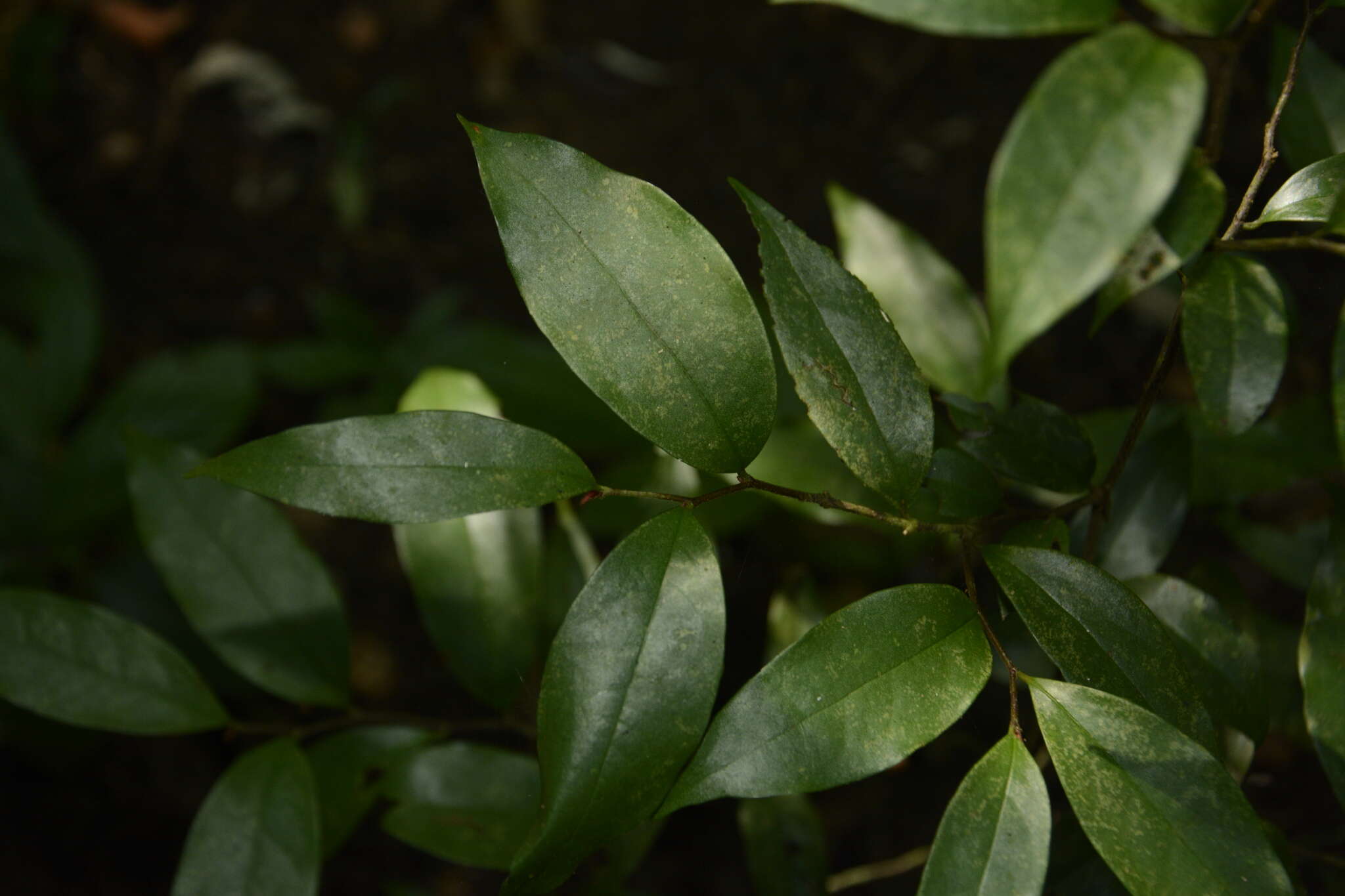 Image of Orophea thomsonii Bedd.