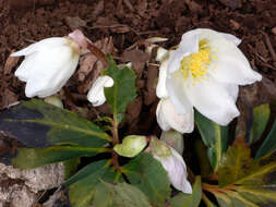 Image of black hellebore