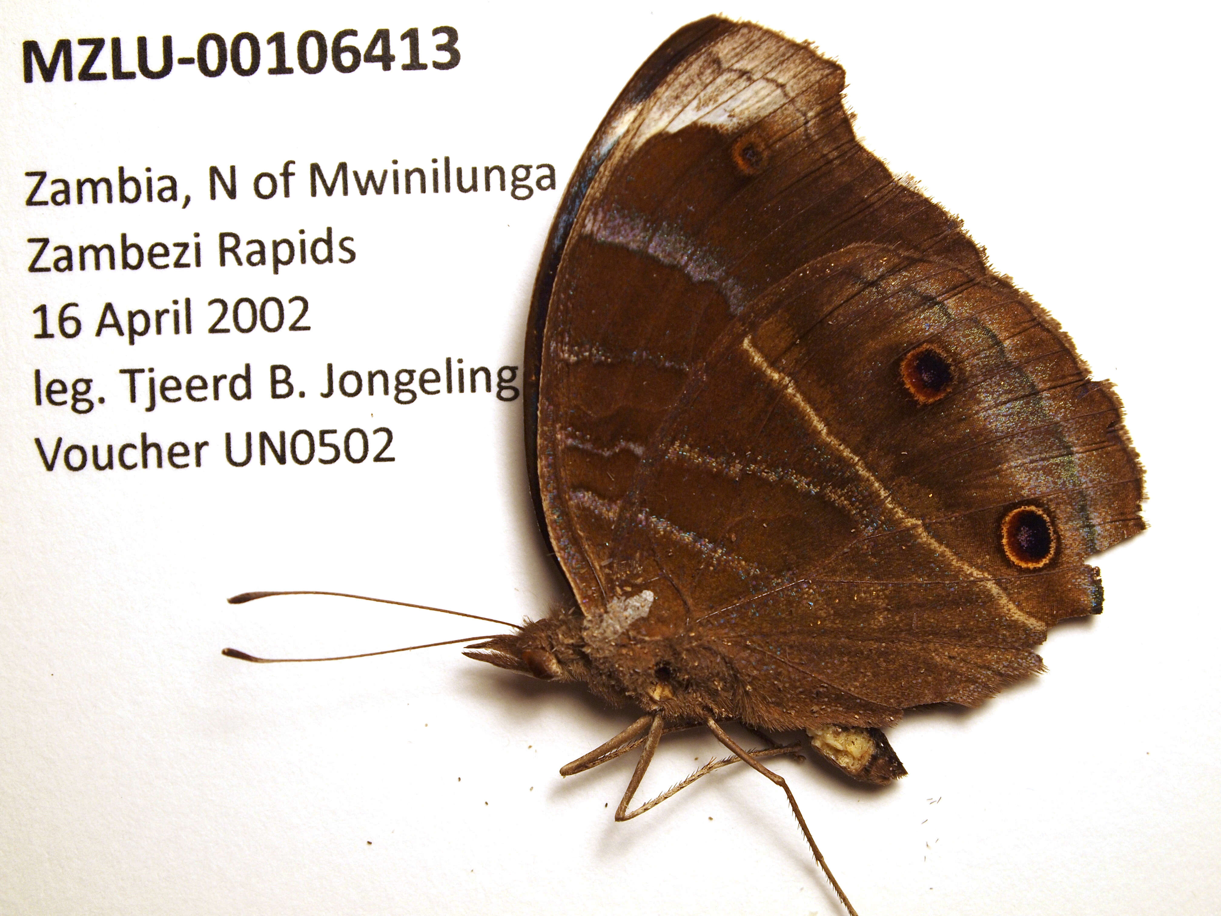 Image of Junonia touhilimasa