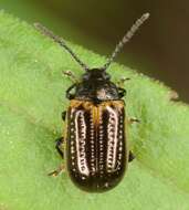 Image of Yellow-margined Leaf Beetle