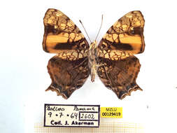 Image of Hypanartia lethe Fabricius 1793