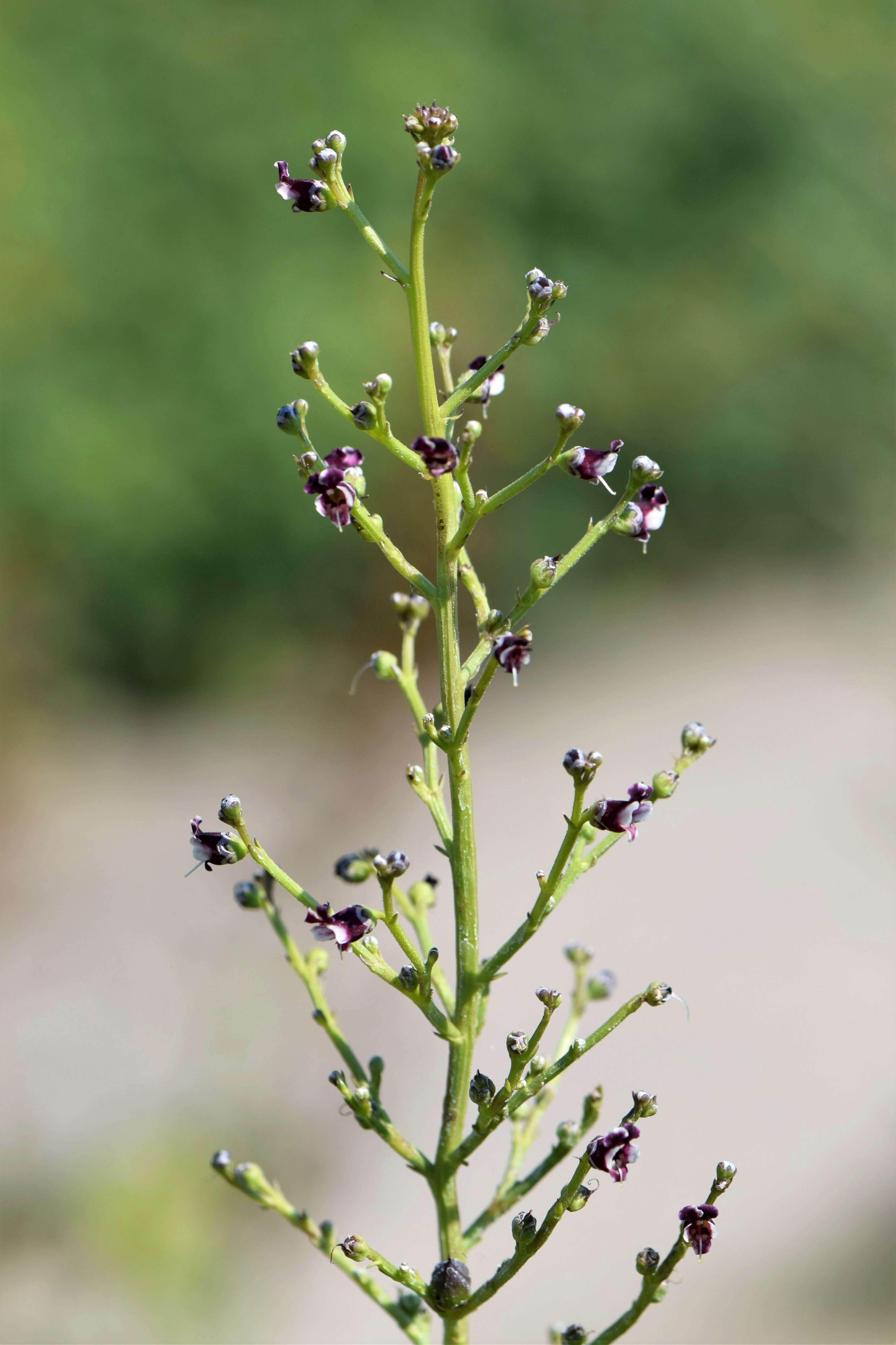 Scrophularia canina L. resmi