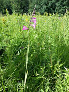 Image of Turkish Marsh Gladiolus