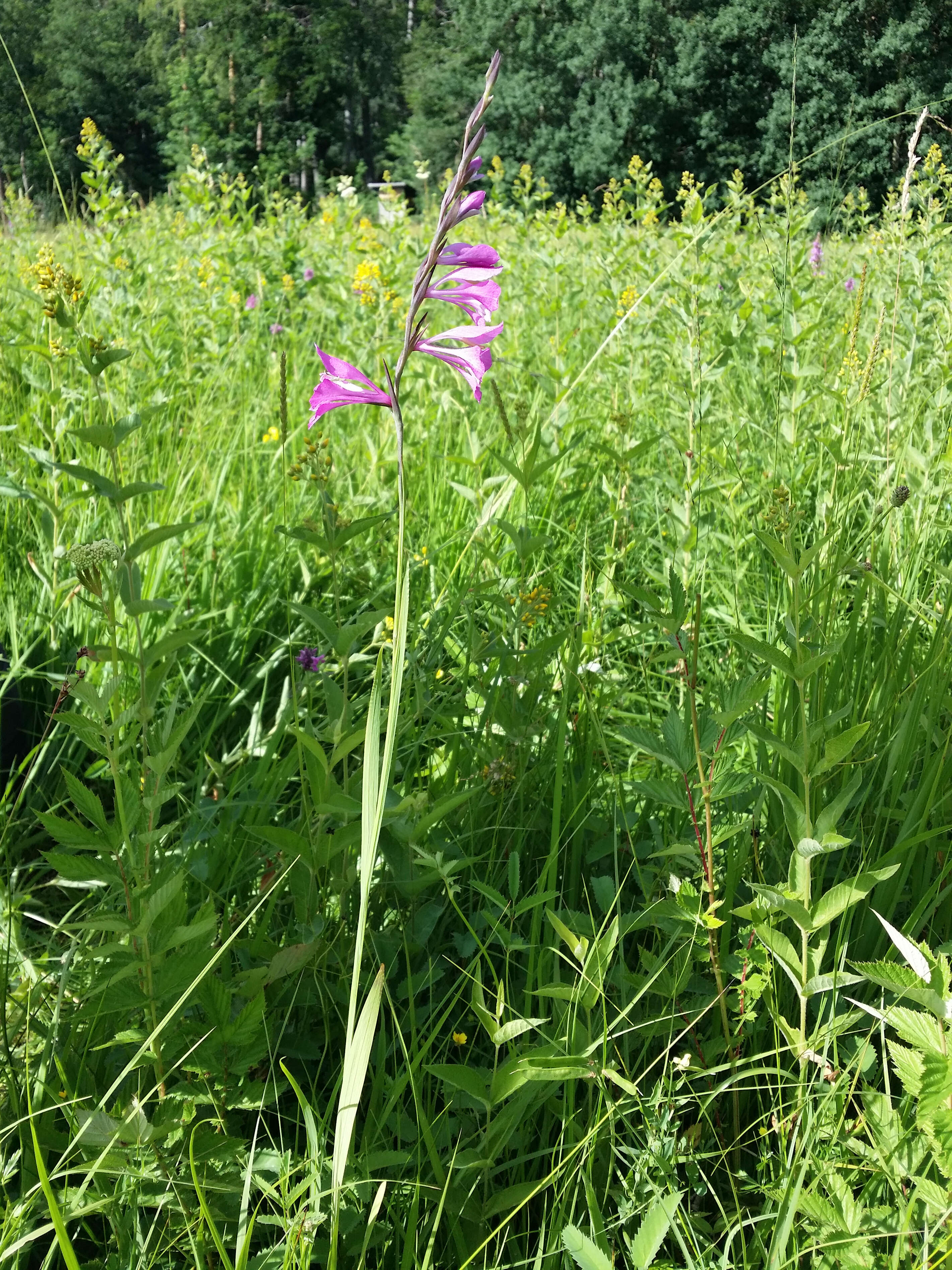 Imagem de Gladiolus imbricatus L.