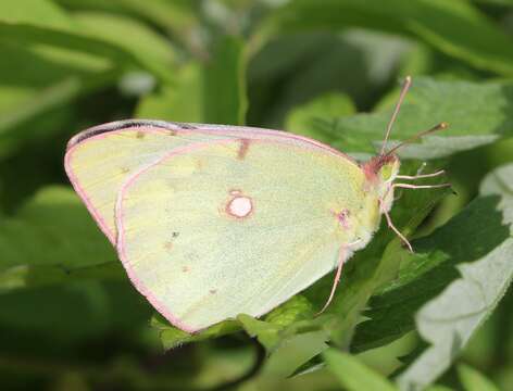 Image of Eastern Pale Clouded Yellow