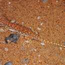 Image of Koch's Chirping Gecko