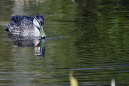 Image of Grey Duck