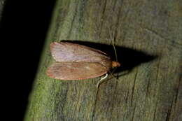 Image of Cryptolechia rhodobapta Meyrick 1923