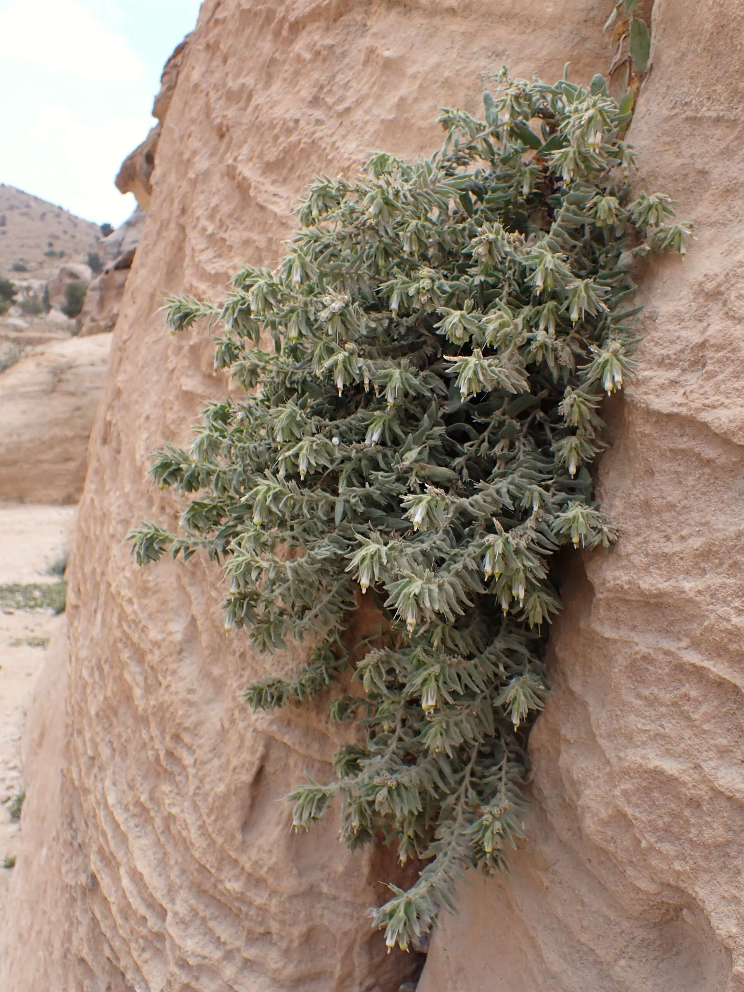 Plancia ëd Podonosma orientalis (L.) Feinbr.