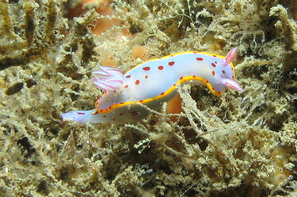 Image of Hypselodoris bennetti (Angas 1864)