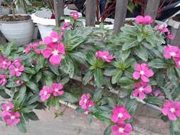 Image of Madagascar periwinkle