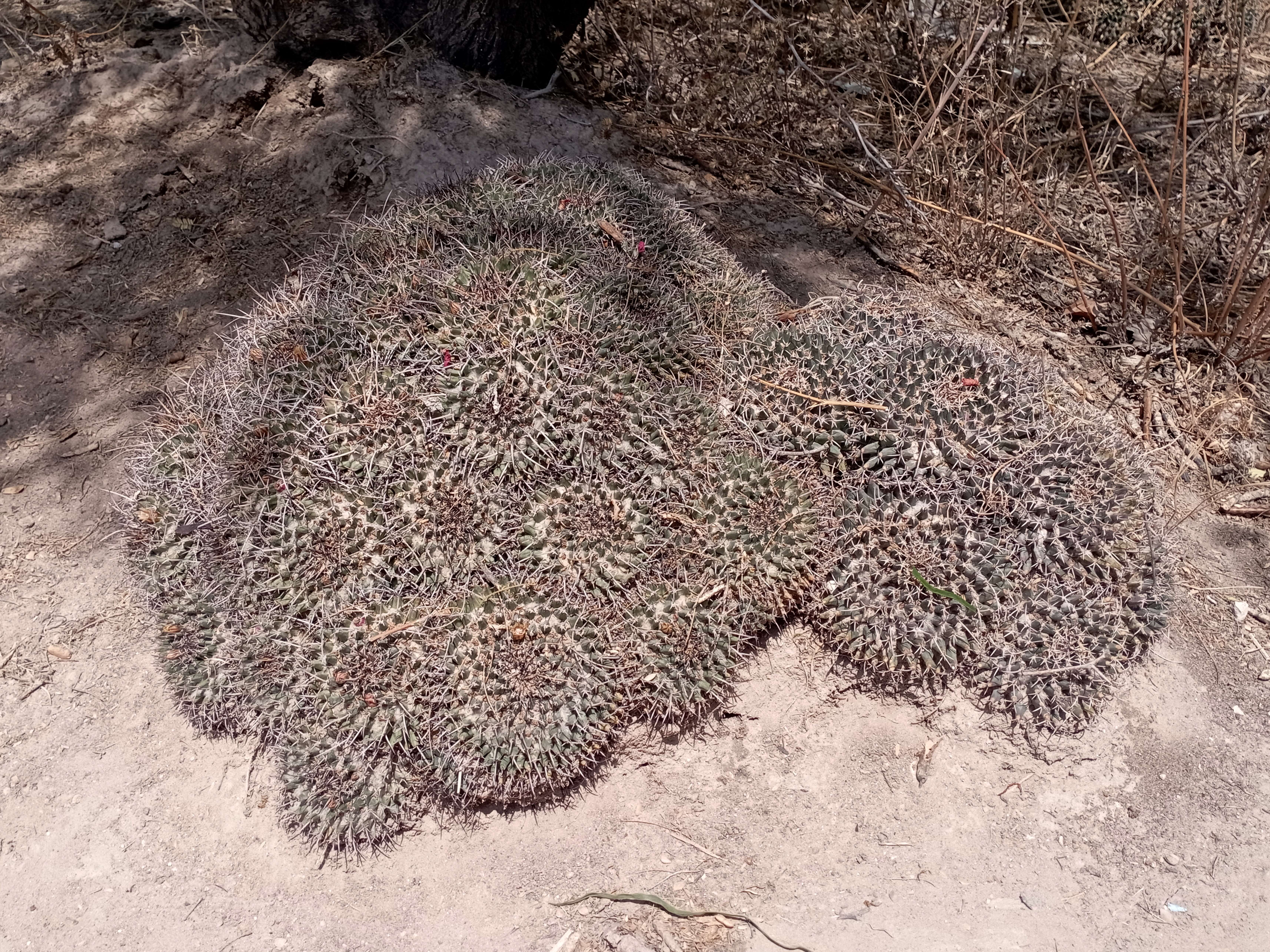 Image of globe cactus