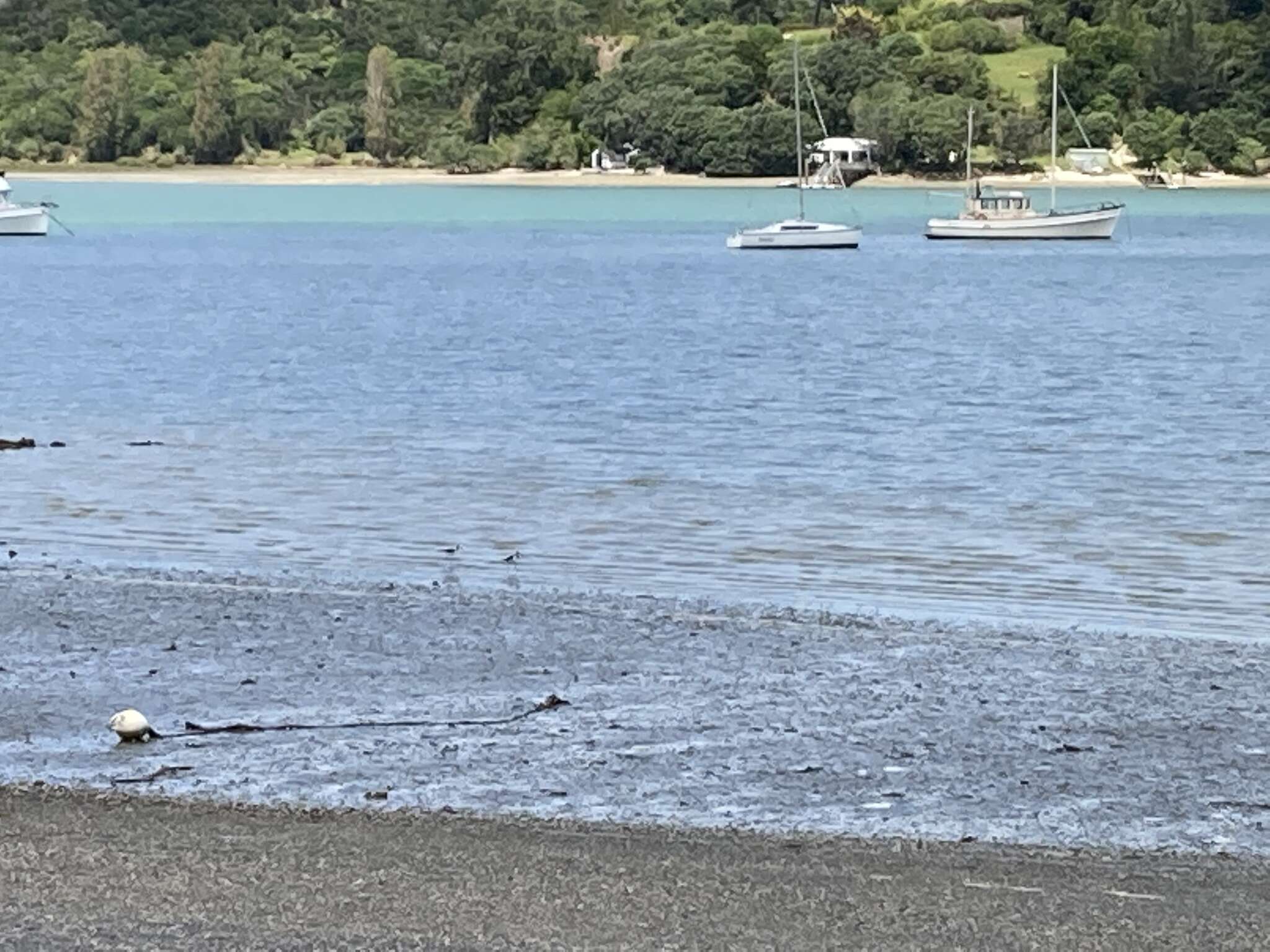 Image of Pied Stilt