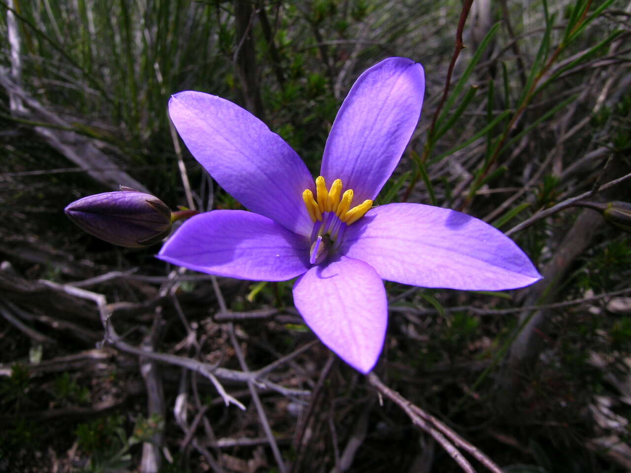 Image de Cheiranthera linearis A. Cunn.