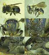 Image of Osmia calaminthae