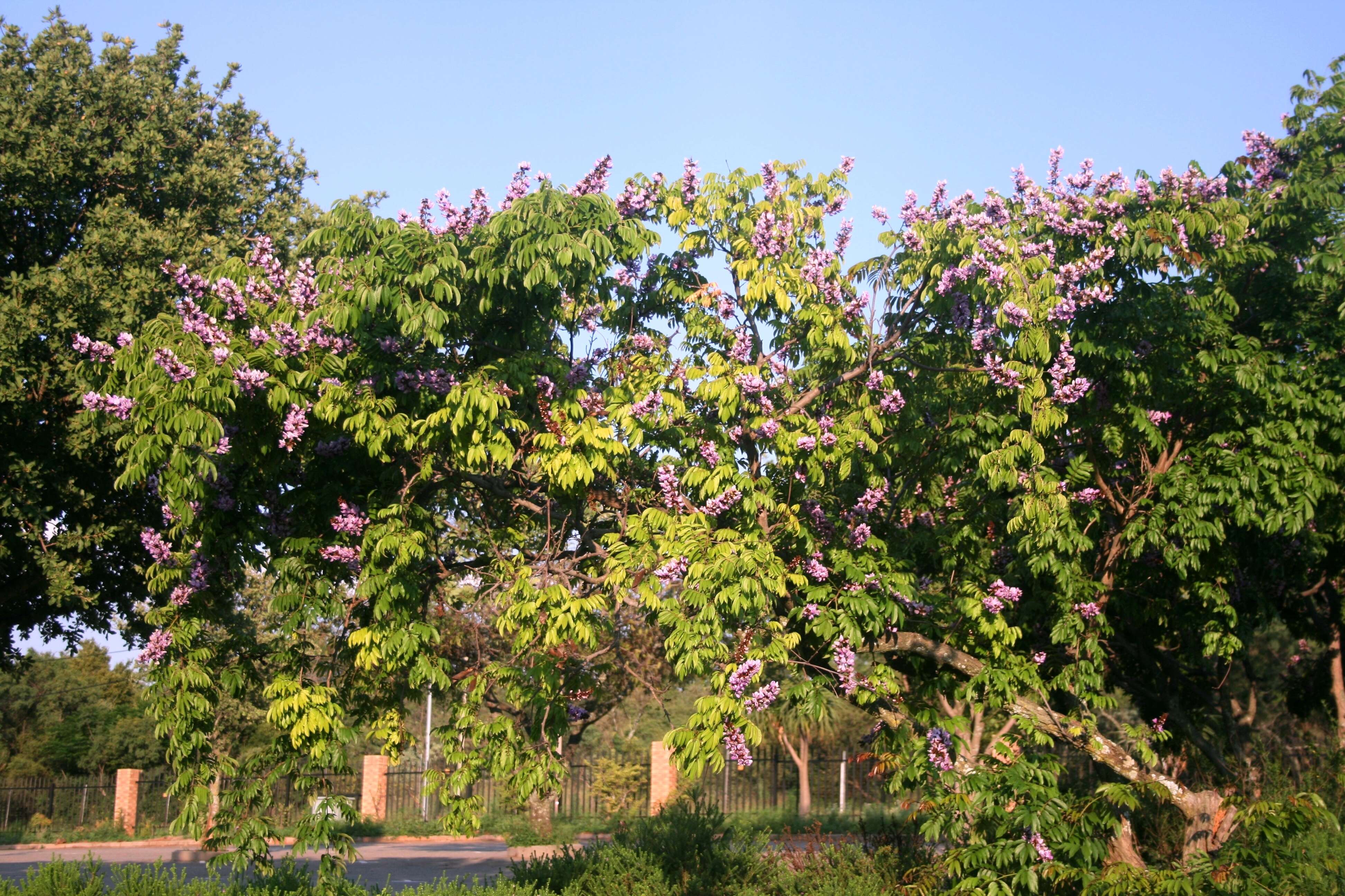 Image de Millettia grandis (E. Mey.) Skeels