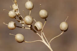 Image of Gordon's bladderpod