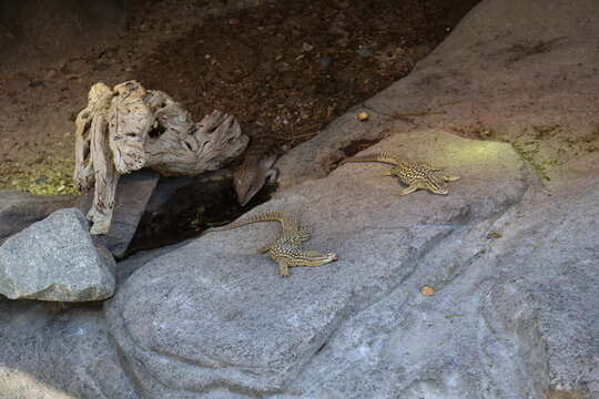 Image of ridge-tailed monitor