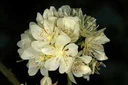 Imagem de Dombeya rotundifolia (Hochst.) Planch.