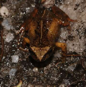 Image of De Villier’s Moss Frog