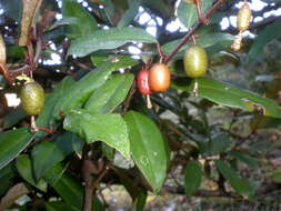 Image of Elaeagnus submacrophylla Serv.