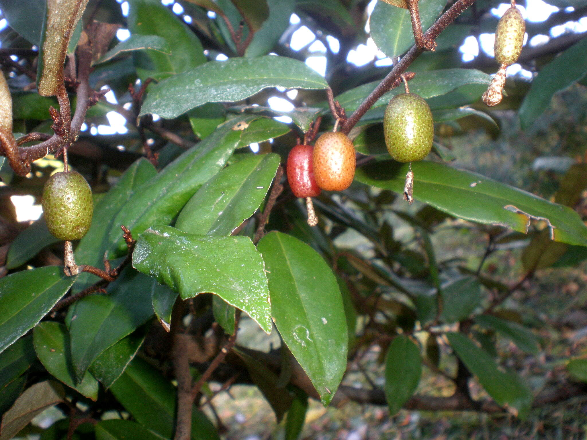 Image of Elaeagnus submacrophylla Serv.