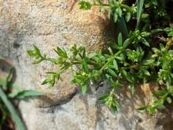 Image of yellow wall bedstraw