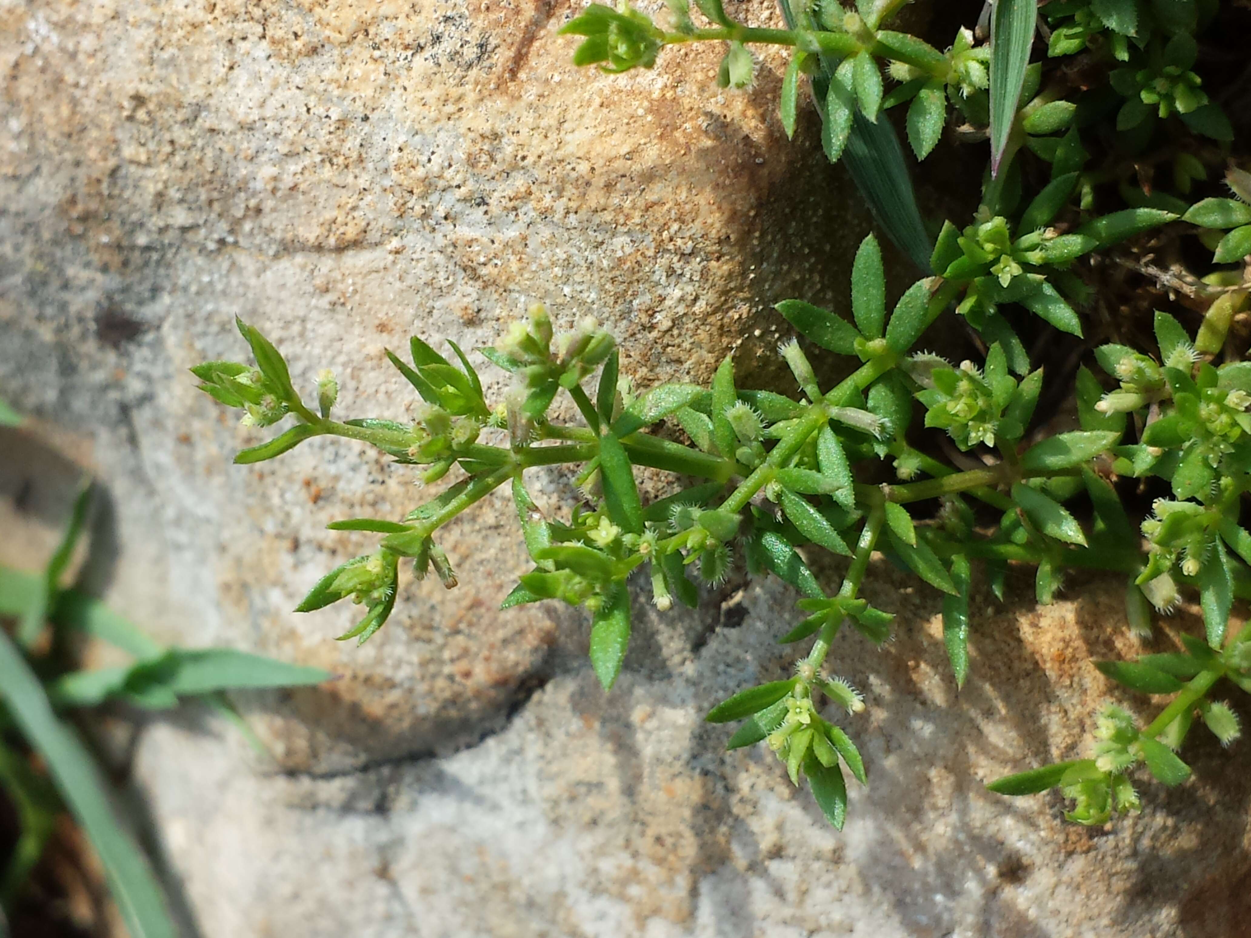 Image of yellow wall bedstraw